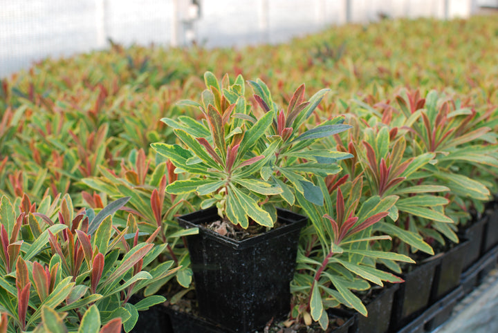 Euphorbia x martinii 'Ascot Rainbow' (Spurge)