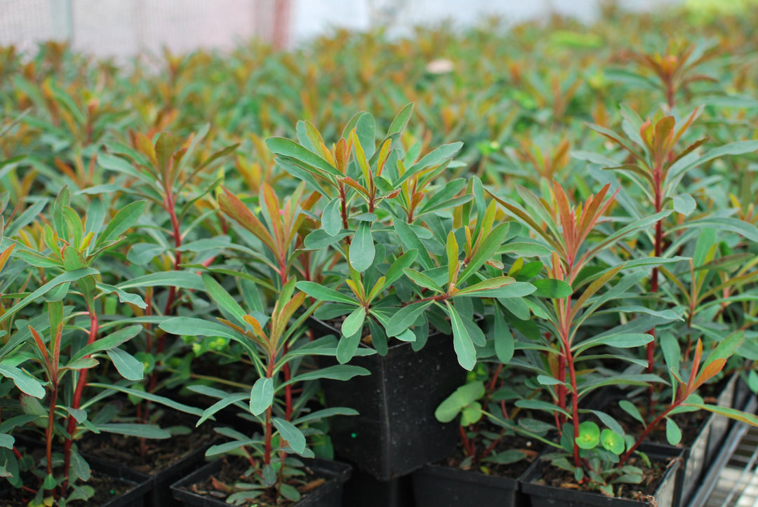 Euphorbia x 'Miner's Merlot' (Purple Wood Spurge)