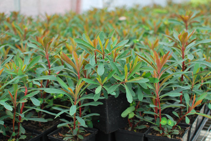 Euphorbia x 'Miner's Merlot' (Purple Wood Spurge)