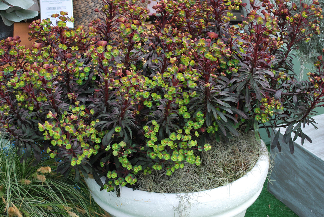 Euphorbia x 'Miner's Merlot' (Purple Wood Spurge)