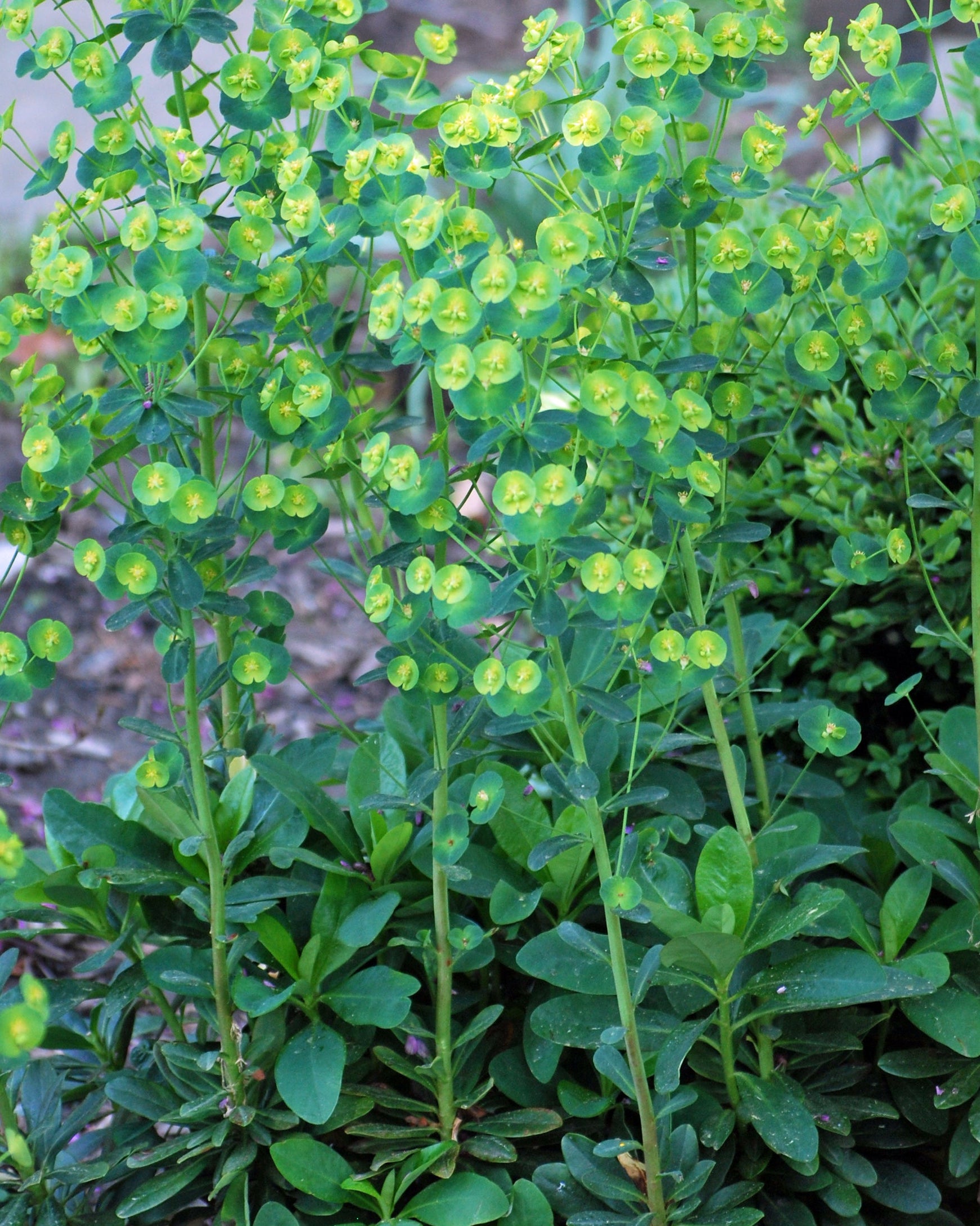Euphorbia amygdaloides var. robbiae (Robb's Spurge) – Perennial