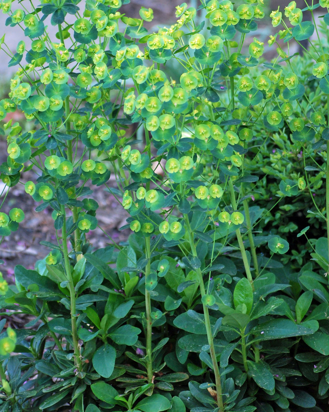 Euphorbia amygdaloides var. robbiae (Robb's Spurge)