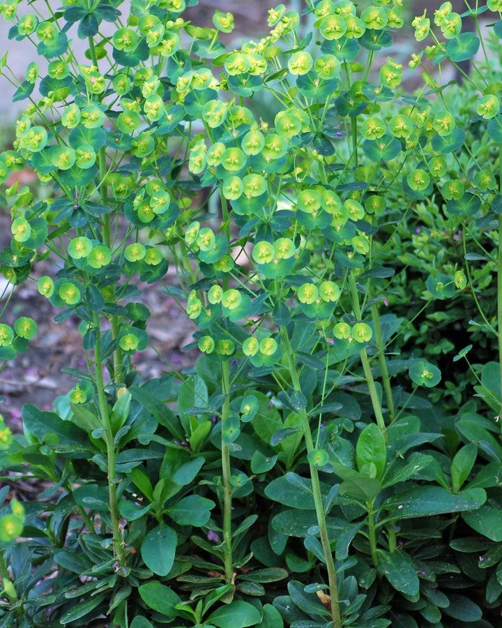 Euphorbia amygdaloides var. robbiae (Robb's Spurge)