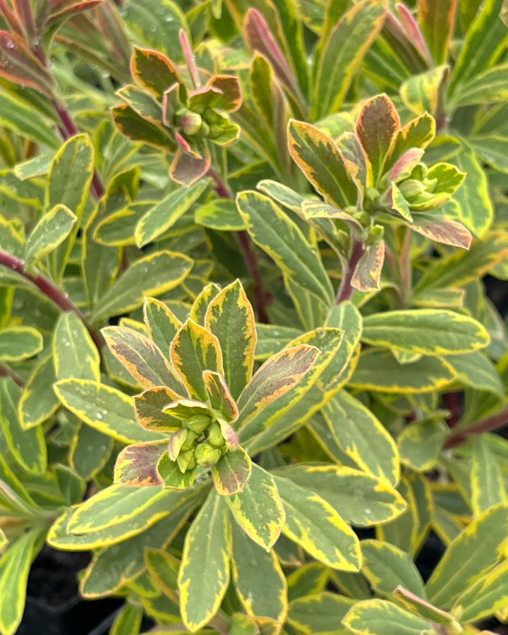 Euphorbia x martinii 'Ascot Rainbow' (Spurge)