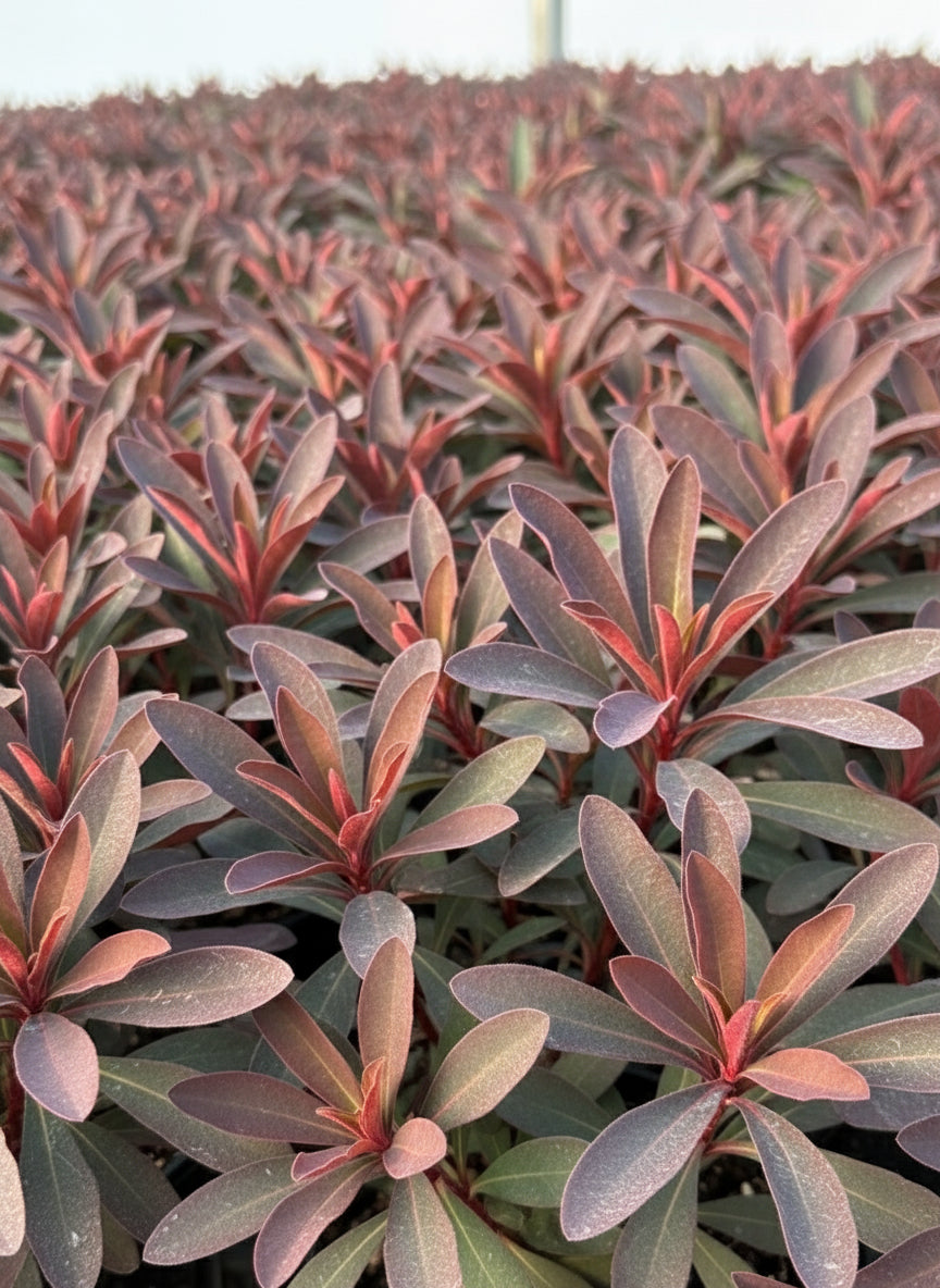 Euphorbia x 'Miner's Merlot' (Purple Wood Spurge)