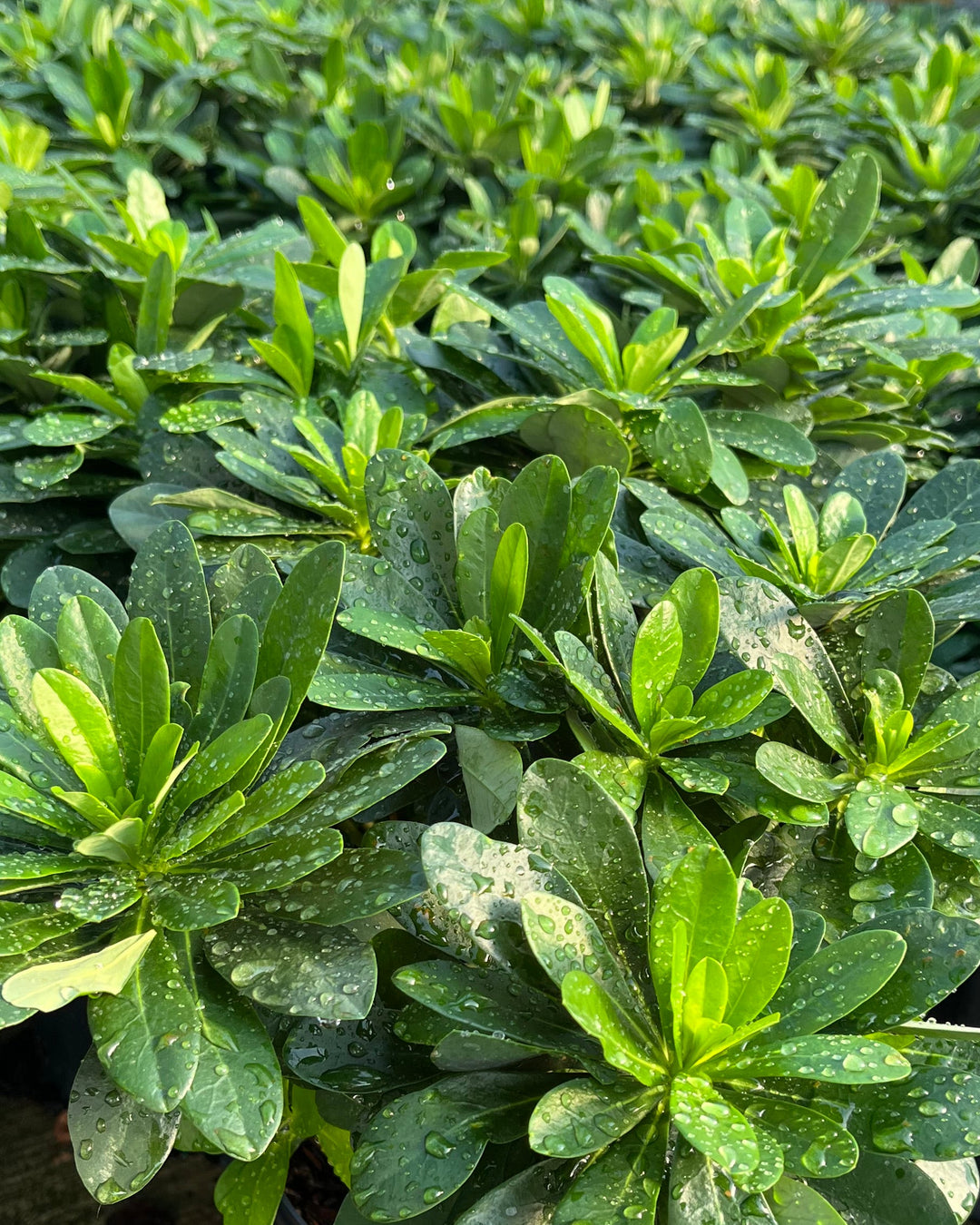 Euphorbia amygdaloides var. robbiae (Robb's Spurge)