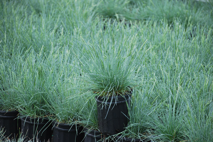 Festuca glauca 'Cool as Ice' (Blue Fescue)