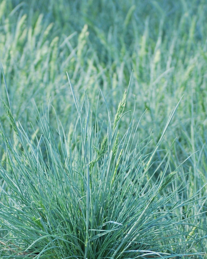 Festuca glauca 'Cool as Ice' (Blue Fescue)