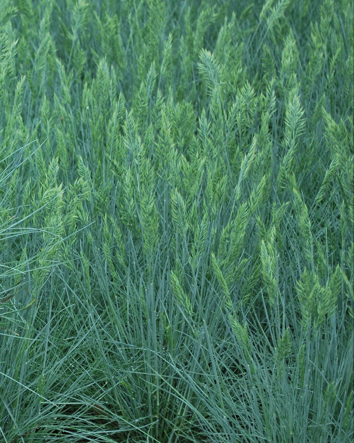 Festuca glauca 'Cool as Ice' (Blue Fescue)