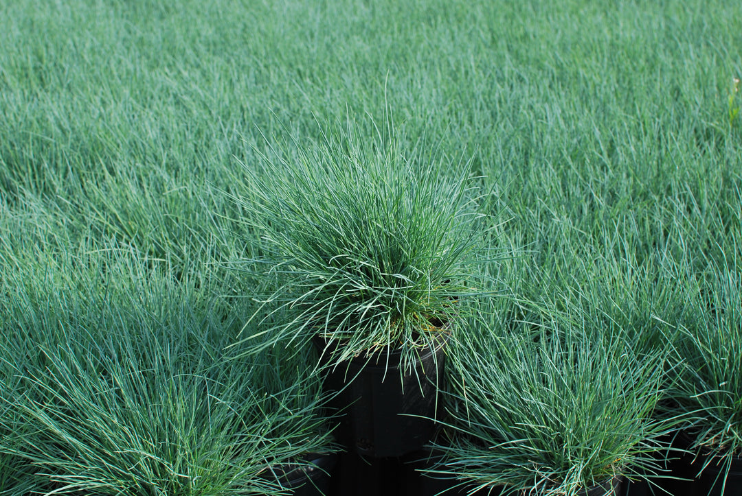Festuca glauca 'Elijah Blue' (Blue Fescue)