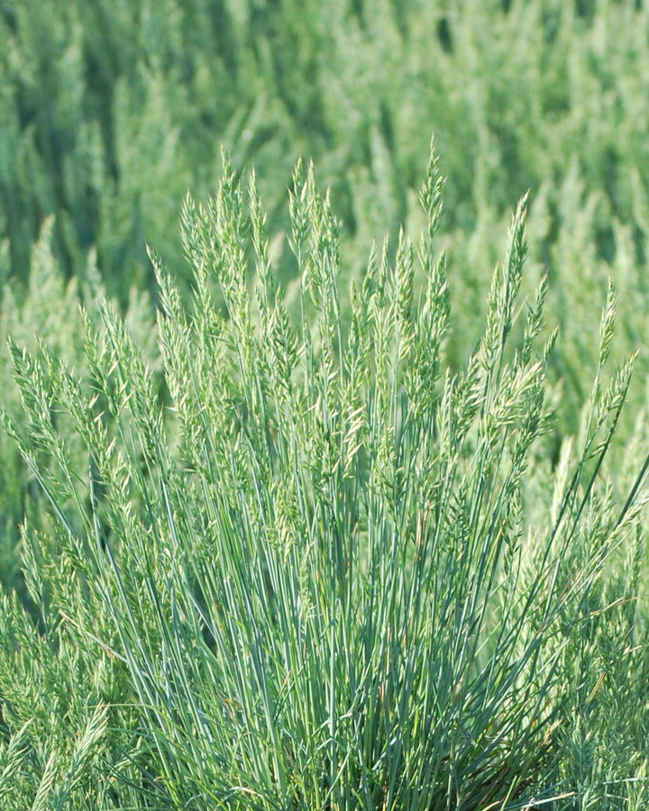 Festuca glauca 'Elijah Blue' (Blue Fescue)