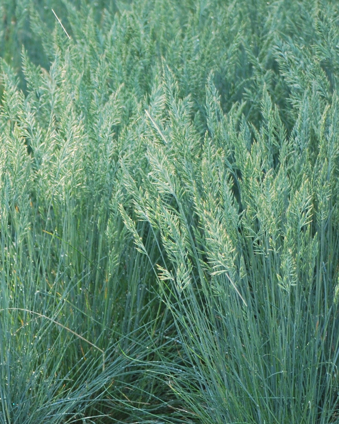 Festuca glauca 'Elijah Blue' (Blue Fescue)