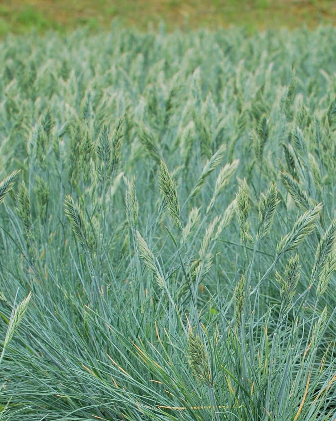 Festuca glauca 'Elijah Blue' (Blue Fescue)