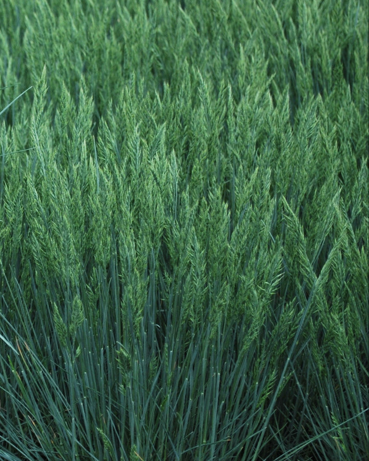 Festuca glauca 'Elijah Blue' (Blue Fescue)
