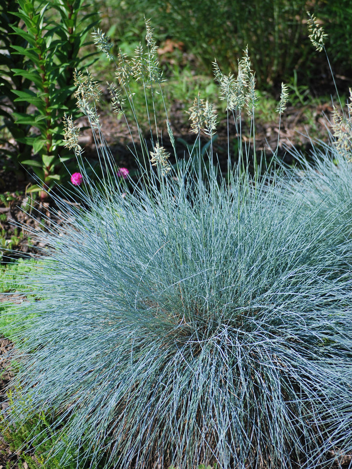 Festuca glauca 'Elijah Blue' (Blue Fescue)