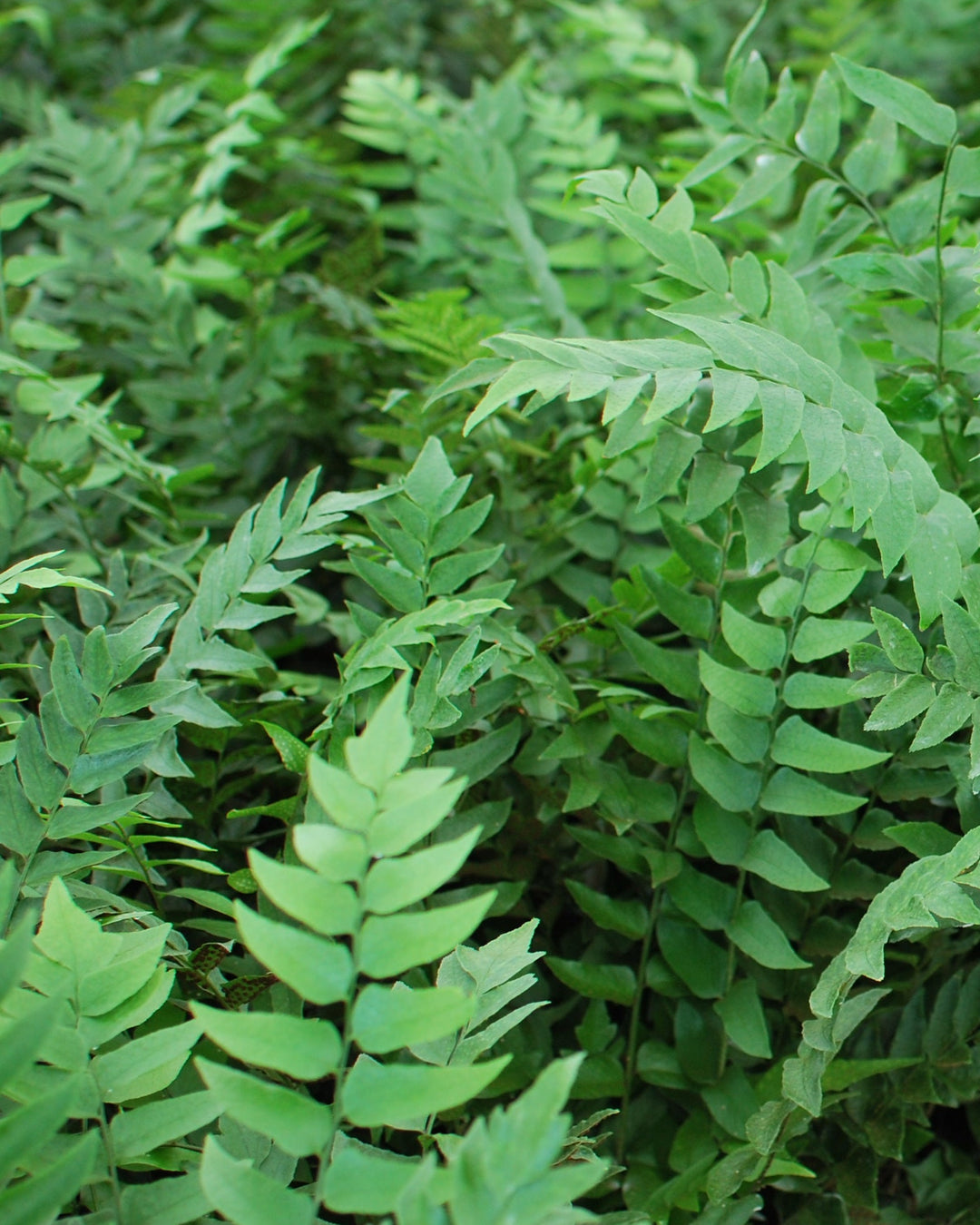 Cyrtomium fortunei (Fortune's Hardy Holly Fern)