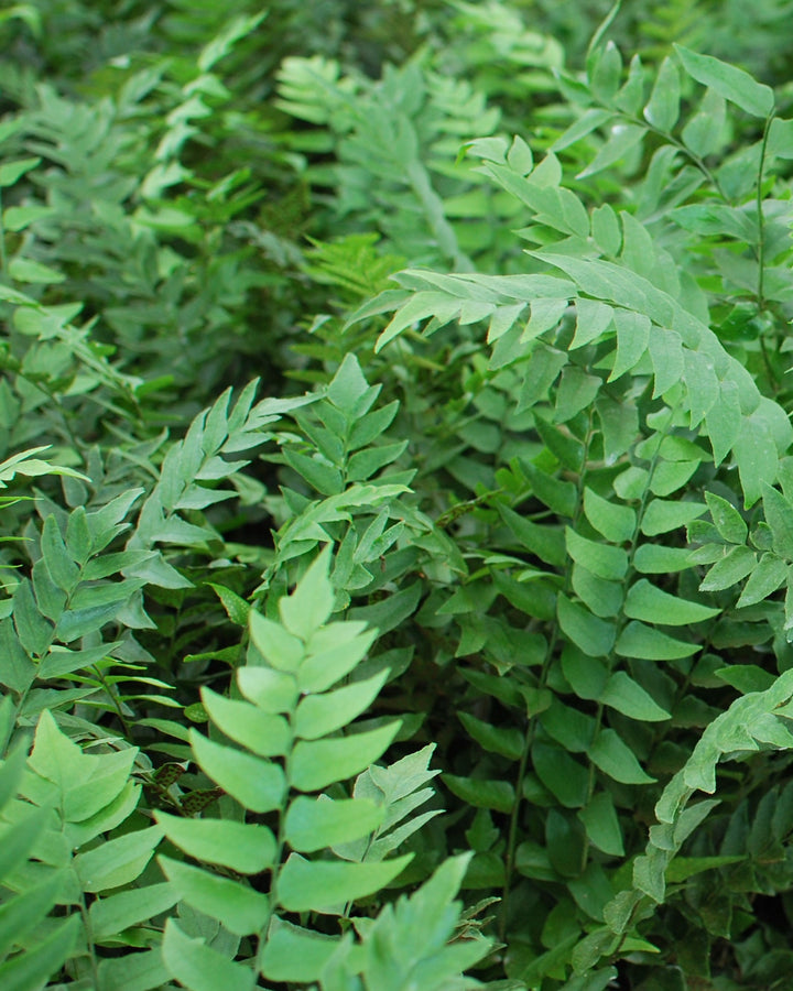 Cyrtomium fortunei (Fortune's Hardy Holly Fern)