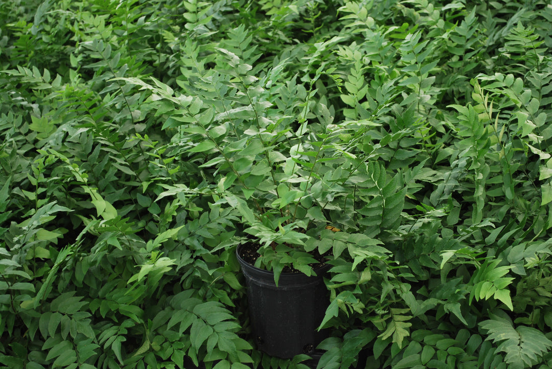 Cyrtomium fortunei (Fortune's Hardy Holly Fern)