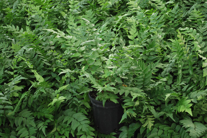 Cyrtomium fortunei (Fortune's Hardy Holly Fern)