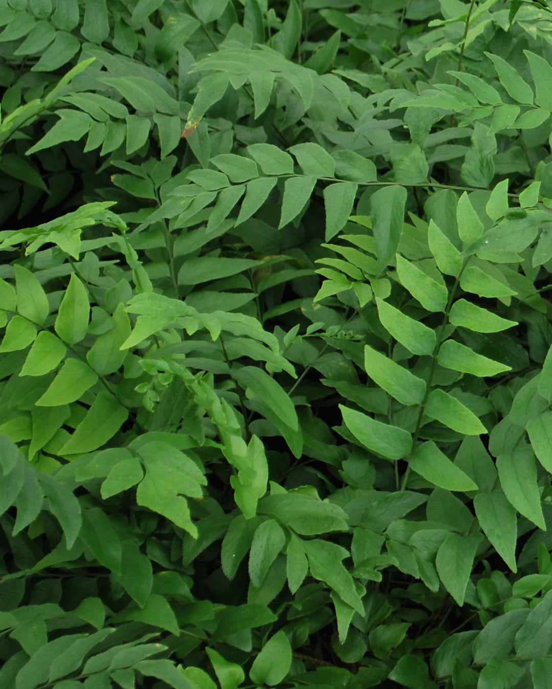 Cyrtomium fortunei (Fortune's Hardy Holly Fern)