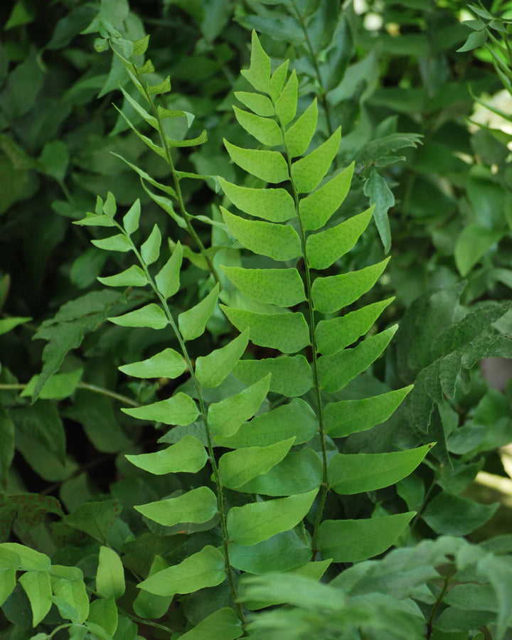 Cyrtomium fortunei (Fortune's Hardy Holly Fern)