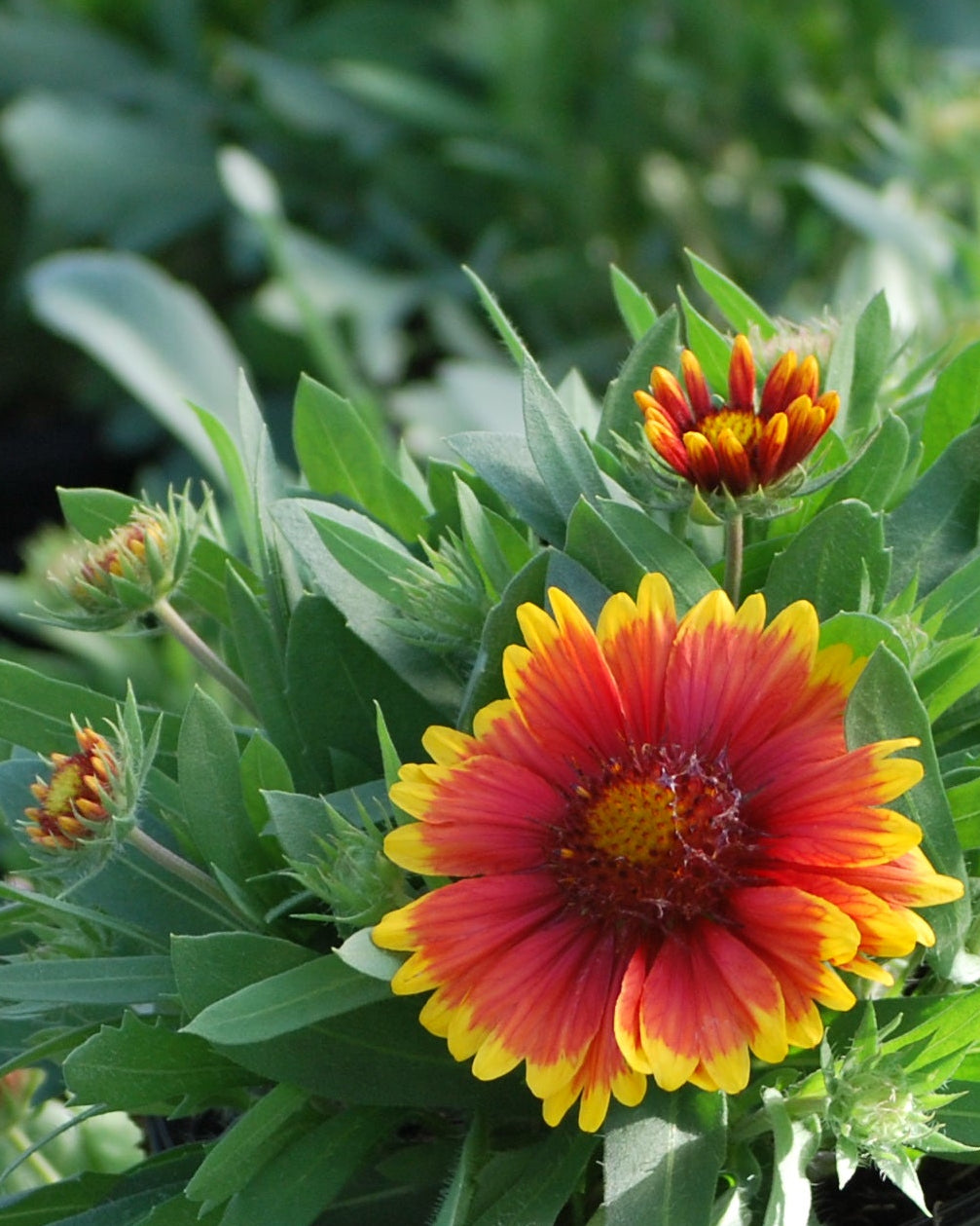 Gaillardia x grandiflora 'Arizona Sun' (Blanket Flower)