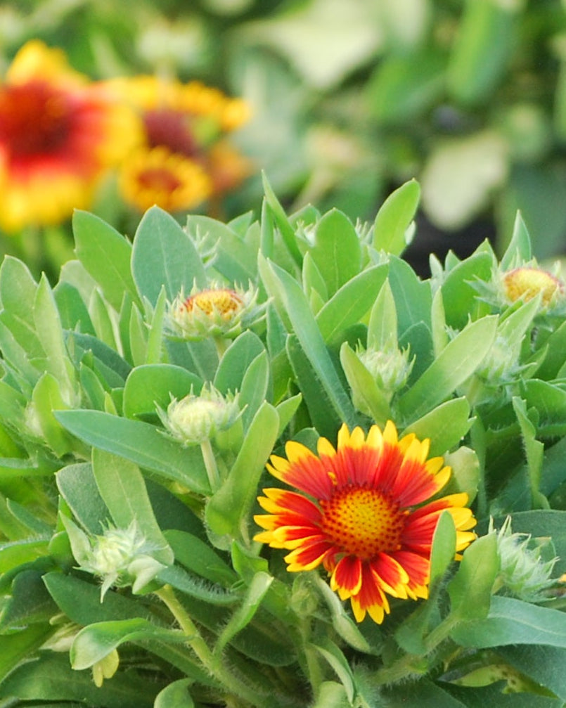 Gaillardia x grandiflora 'Arizona Sun' (Blanket Flower)