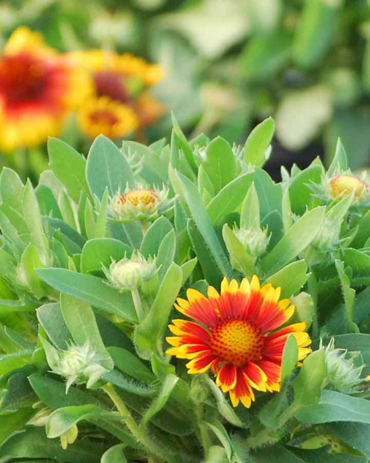 Gaillardia x grandiflora 'Arizona Sun' (Blanket Flower)