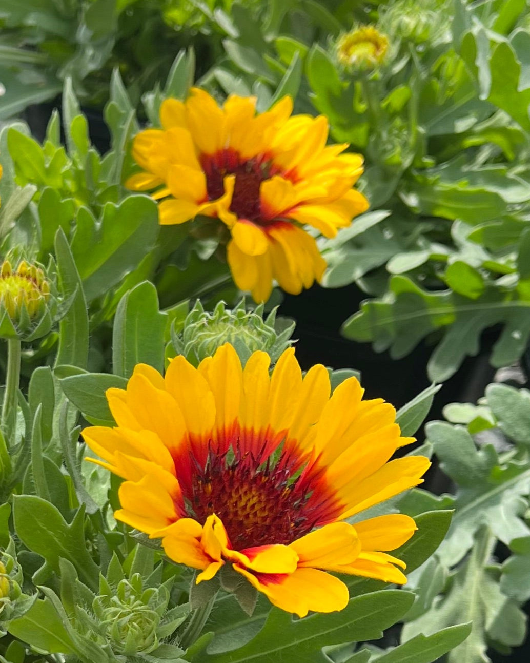 Gaillardia Spintop™ 'Red Starburst' (Blanket Flower) – Perennial