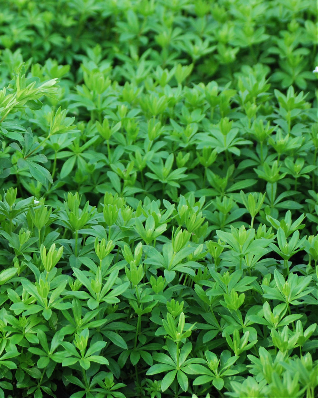 Galium odoratum (Sweet Woodruff)