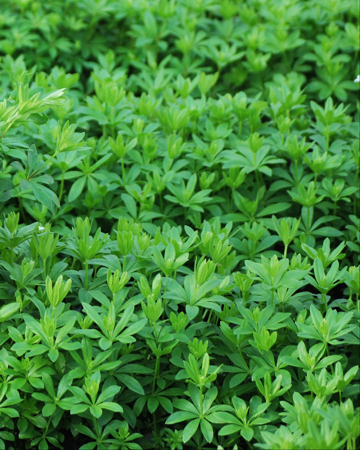 Galium odoratum (Sweet Woodruff)