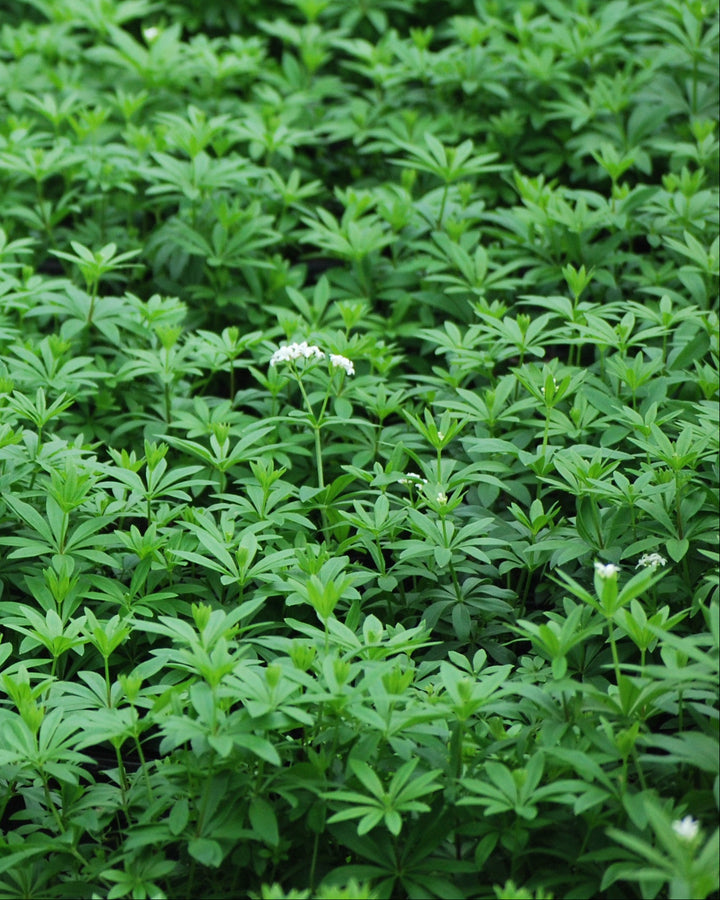Galium odoratum (Sweet Woodruff)