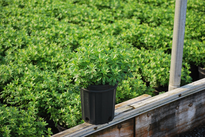 Galium odoratum (Sweet Woodruff)