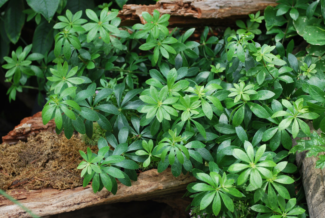 Galium odoratum (Sweet Woodruff)