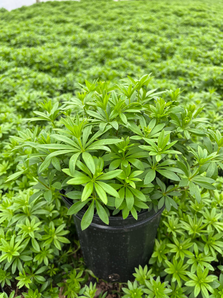 Galium odoratum (Sweet Woodruff)