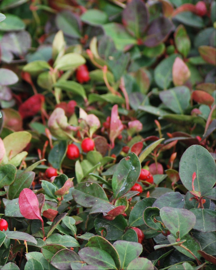 Gaultheria procumbens (Wintergreen)