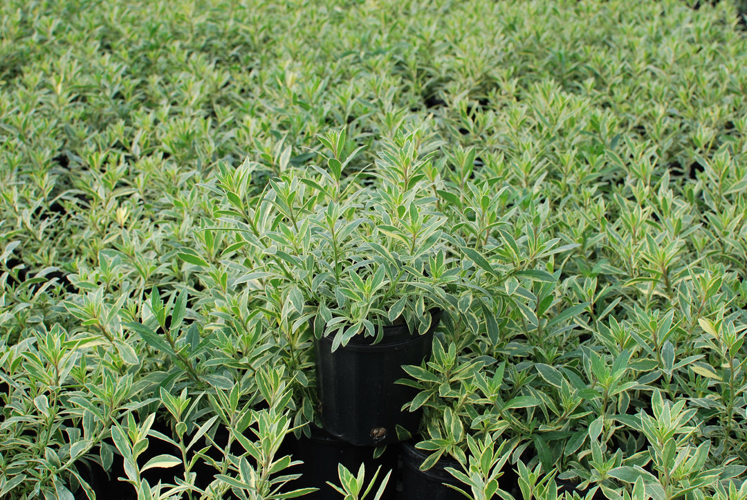 Gaura Walberton's® 'Silver Fountain' (Variegated Gaura)