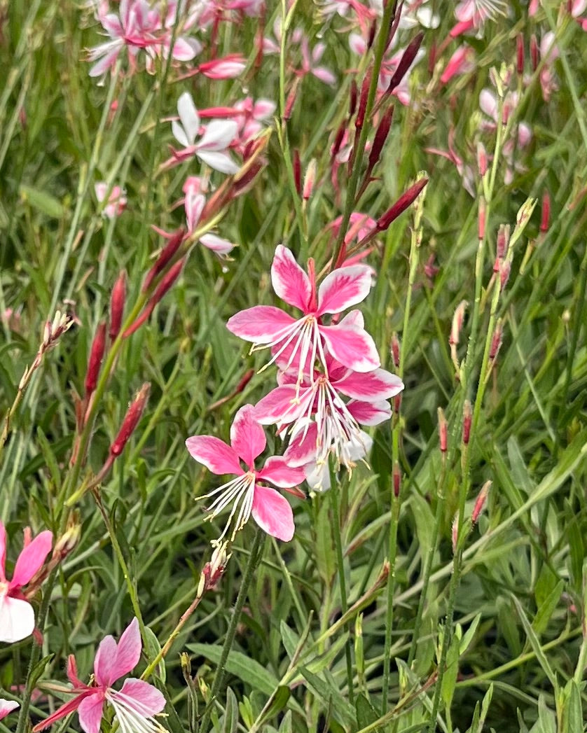 Gaura l. 'Siskiyou Pink' (Pink Gaura)