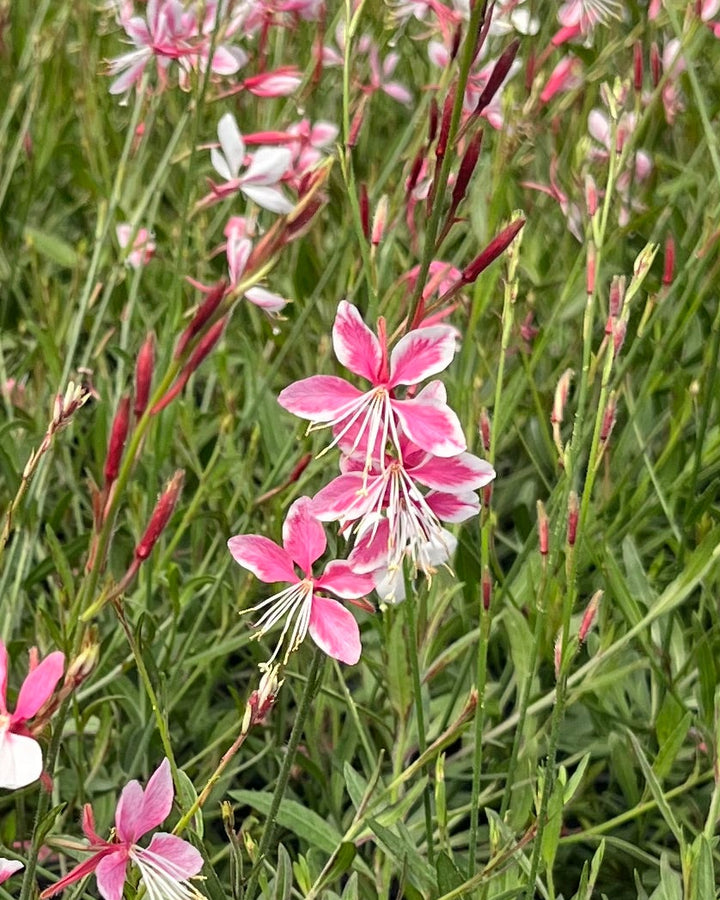 Gaura l. 'Siskiyou Pink' (Pink Gaura)