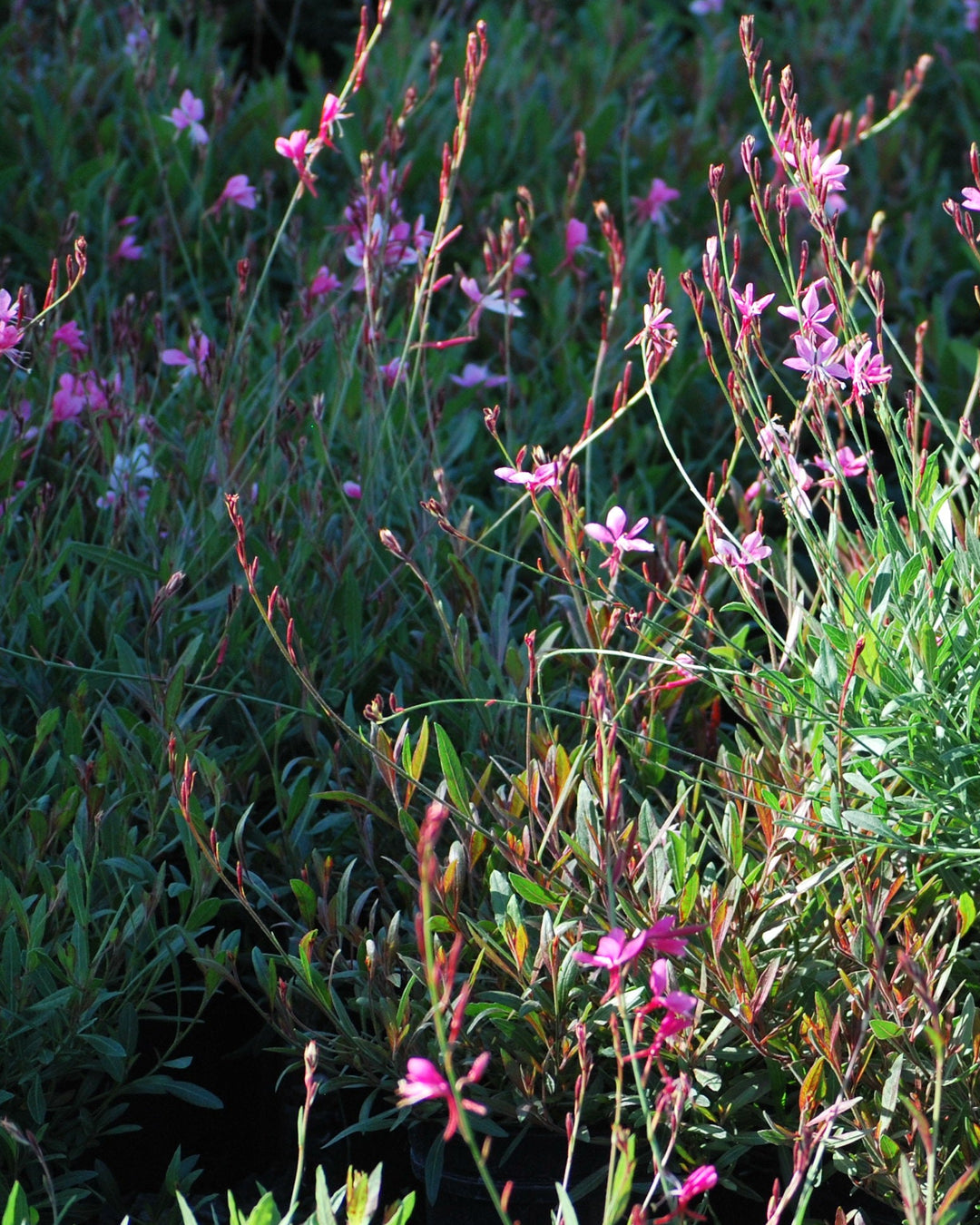 Gaura l. 'Siskiyou Pink' (Pink Gaura)