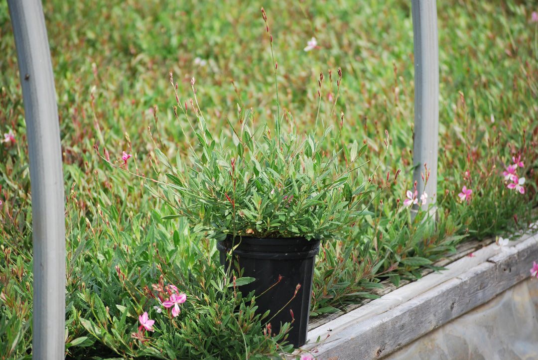 Gaura l. 'Siskiyou Pink' (Pink Gaura)