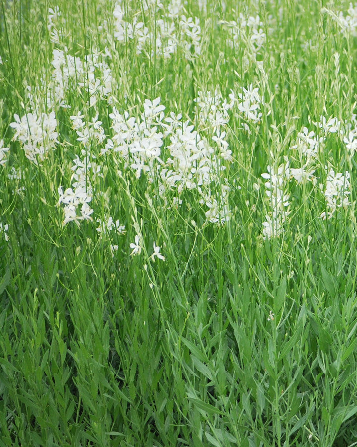 Gaura lindheimeri 'So White' (White Gaura)