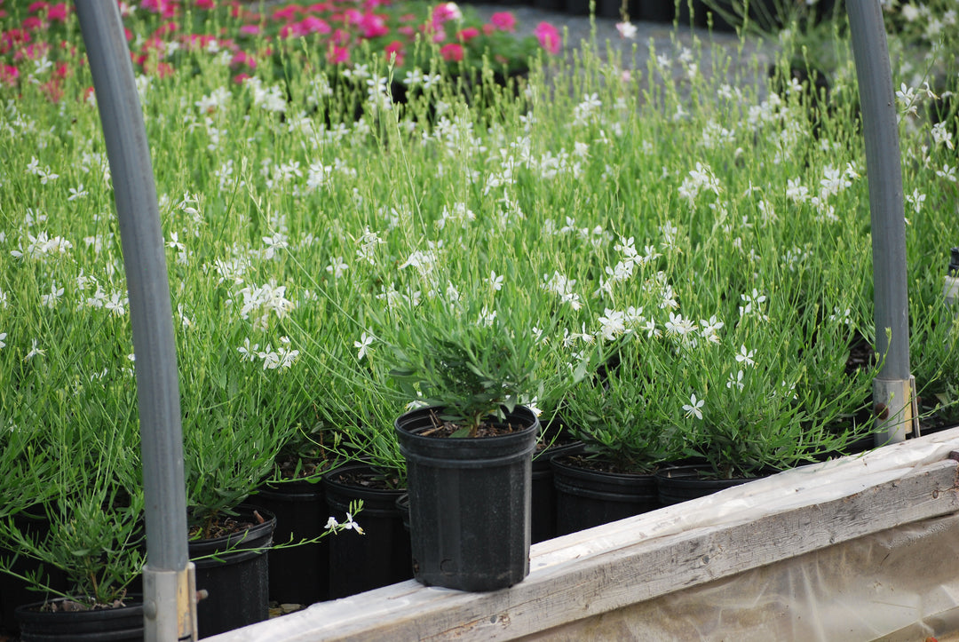 Gaura lindheimeri 'So White' (White Gaura)