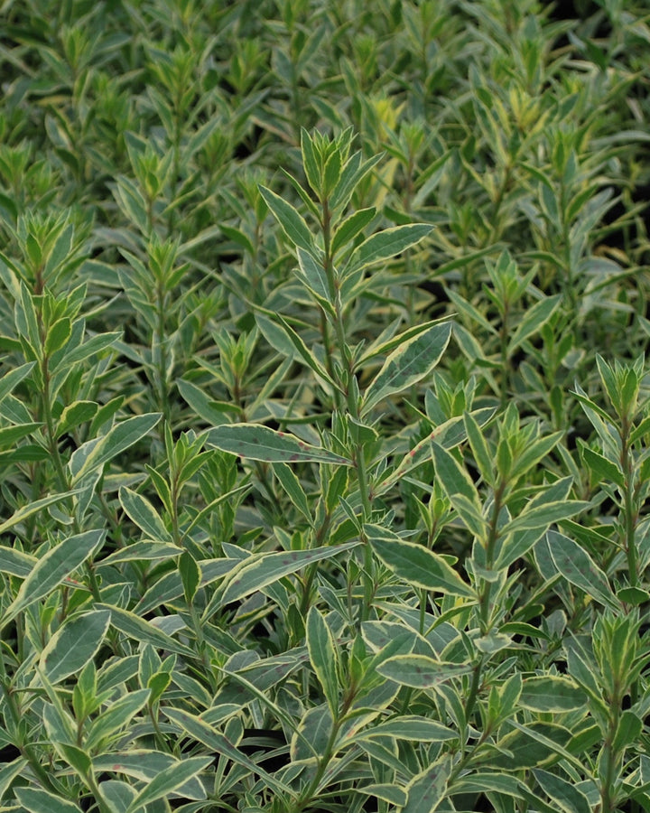 Gaura Walberton's® 'Silver Fountain' (Variegated Gaura)