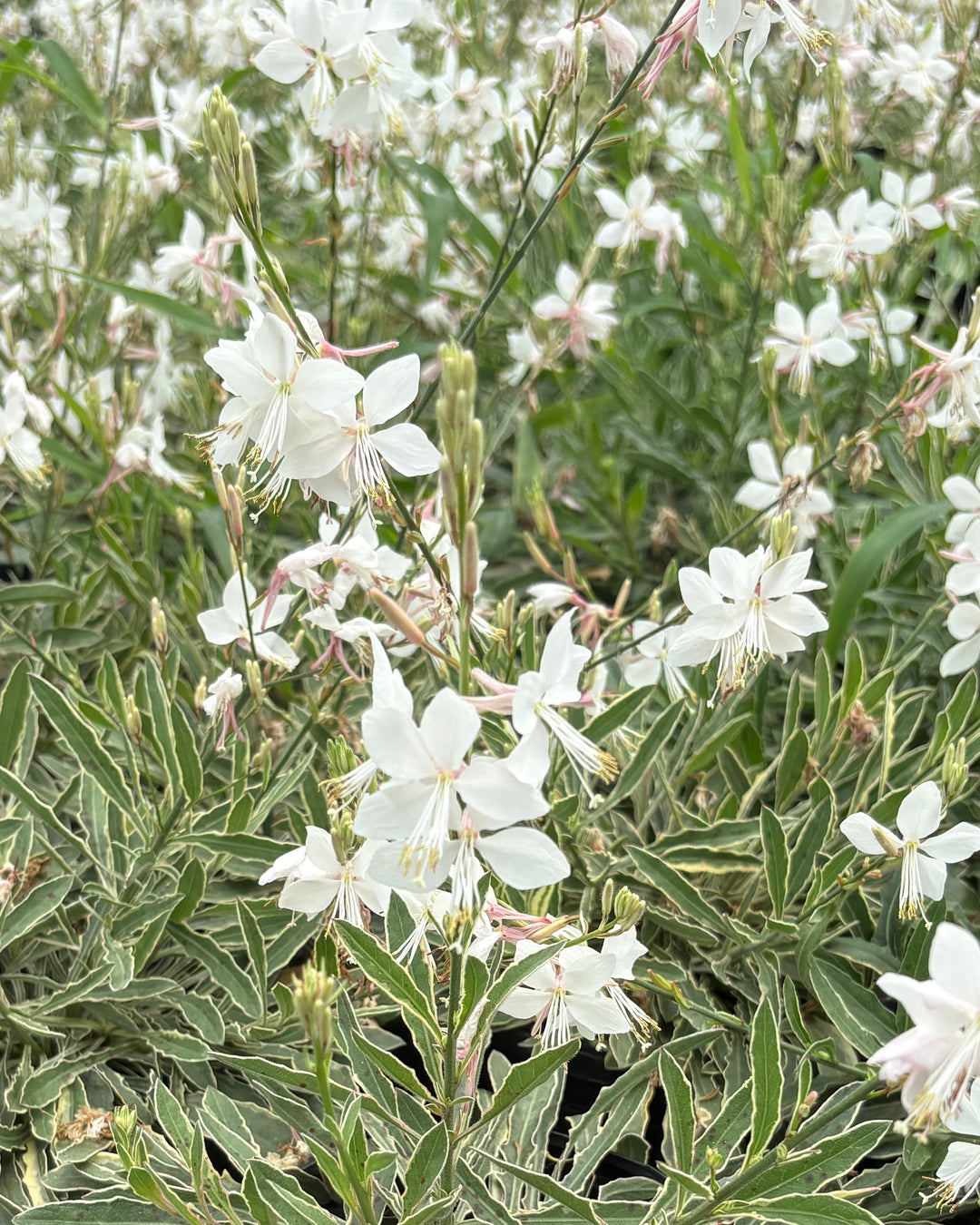 Gaura Walberton's® 'Silver Fountain' (Variegated Gaura)