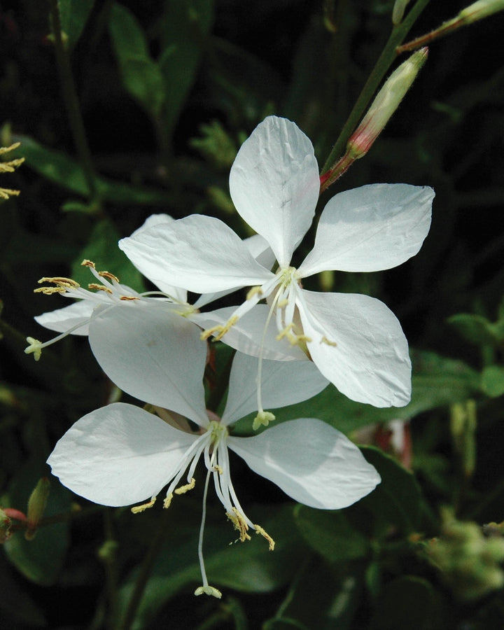 Gaura lindheimeri ‘Whirling Butterflies’ (White Indian Feather)