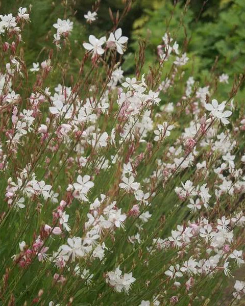 Gaura lindheimeri ‘Whirling Butterflies’ (White Indian Feather)