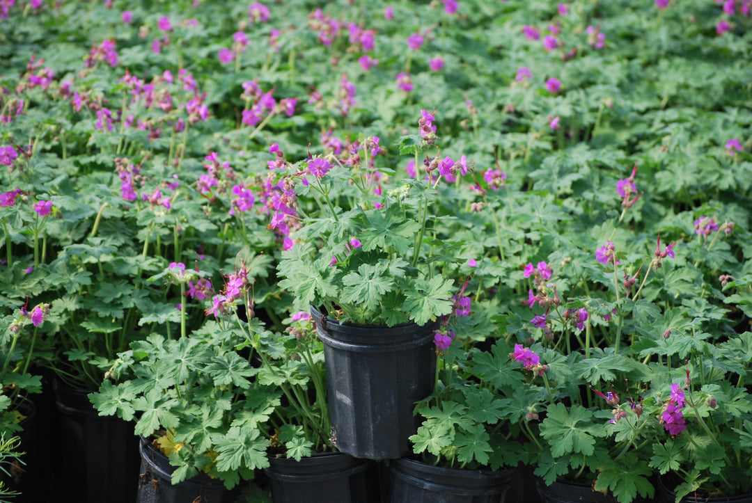 Geranium macrorrhizum 'Bevan's Variety' (Bigroot Geranium)