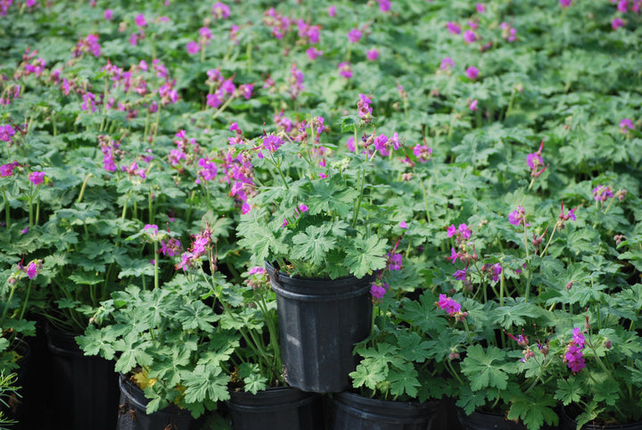 Geranium macrorrhizum 'Bevan's Variety' (Bigroot Geranium)