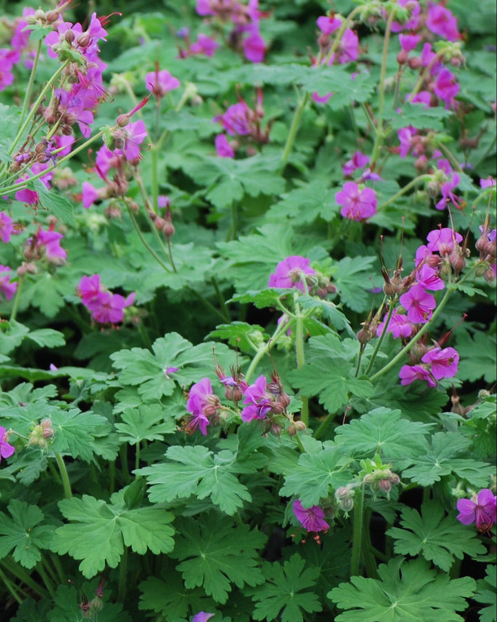 Geranium macrorrhizum 'Bevan's Variety' (Bigroot Geranium)